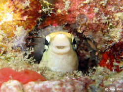 Thankyou little blennie for finally popping up (and smili... by John Hill 